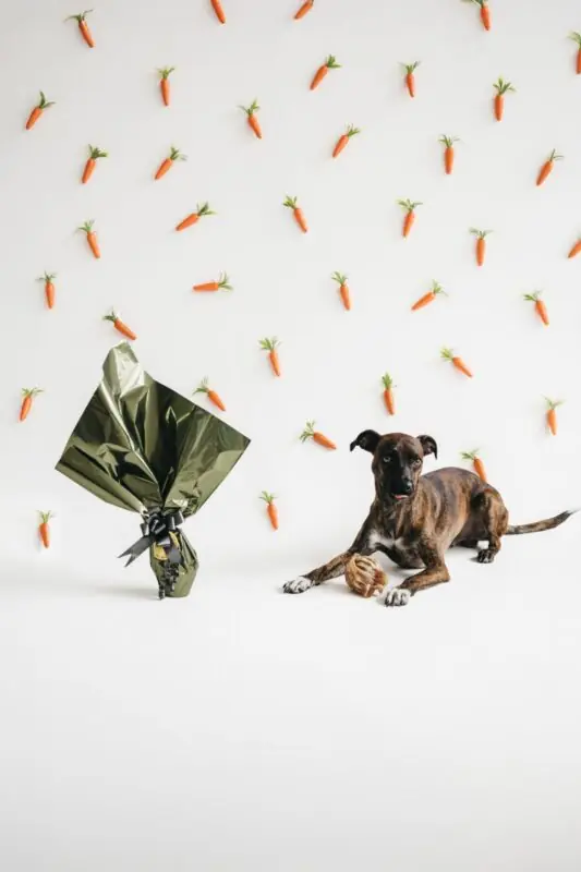 Petisco de Páscoa de pulmão bovino para cães