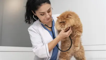 Número de veterinários no Brasil