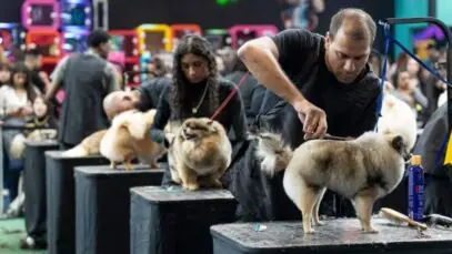 PET SOUTH AMERICA, Setor pet, mercado pet