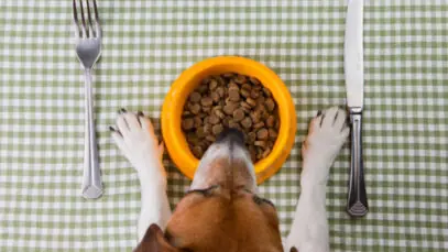 Resultados da indústria de pet food em 2024