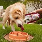 Caldos de ossos para cães e gatos