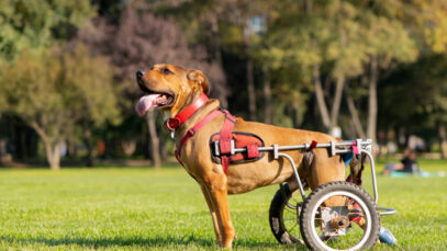evento-pets-com-deficiencia