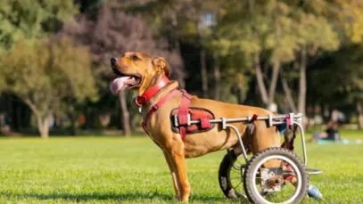 evento-pets-com-deficiencia