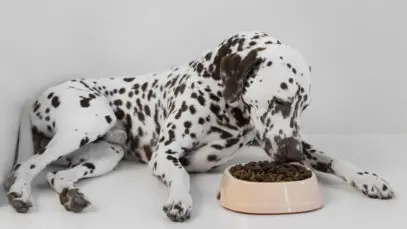 lindo-cachorro-dalmata-comendo
