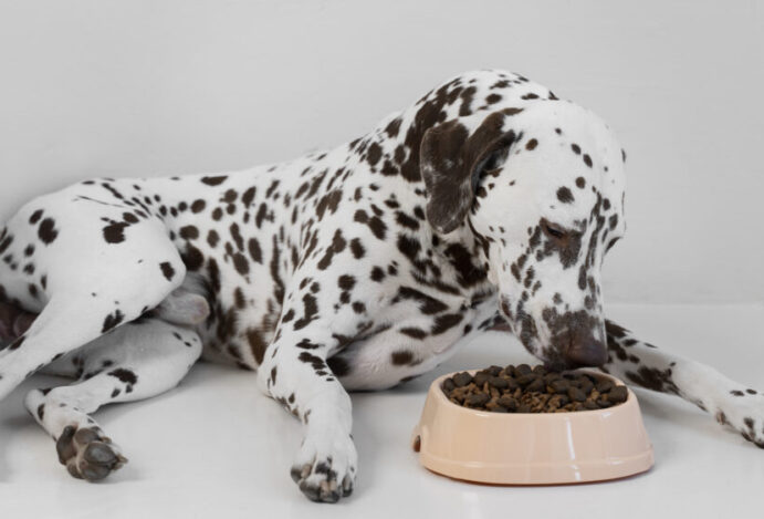 lindo-cachorro-dalmata-comendo