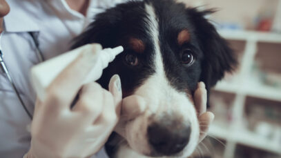 Junho Violeta: como prevenir doenças oculares nos pets?