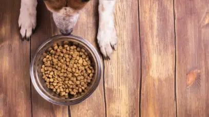 AFB Internacional, palatabilidade de alimentos, pet food, indústrias de rações