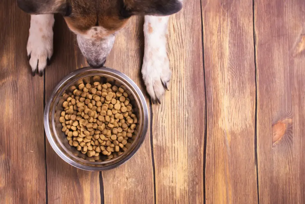 AFB Internacional, palatabilidade de alimentos, pet food, indústrias de rações 