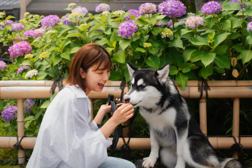Inovação e consumo premium ancoram mercado pet do Japão 1 mercado pet do Japãomercado pet, pet food, wearables, animais de estimação