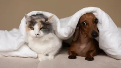 AQUISIÇÃO DA SIMPLESVET, Petlove