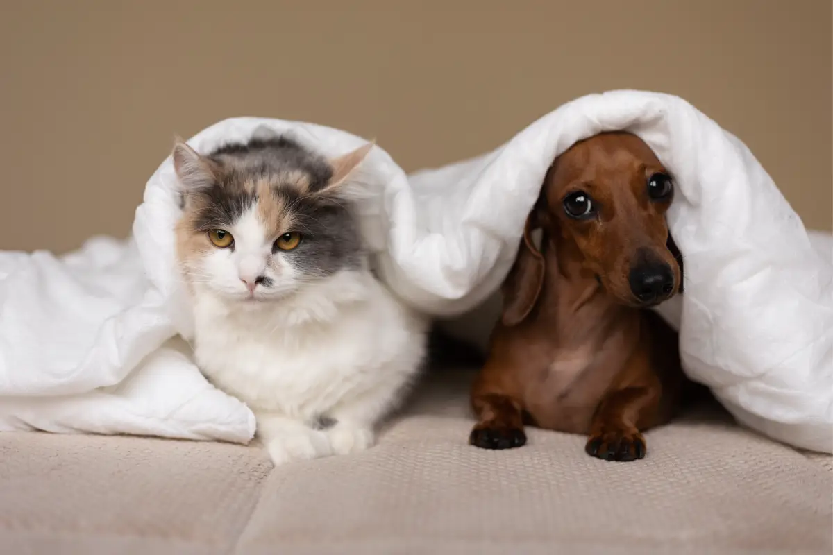Petlove aguarda aval do Cade para aquisição da SimplesVet 1 AQUISIÇÃO DA SIMPLESVET,Petlove