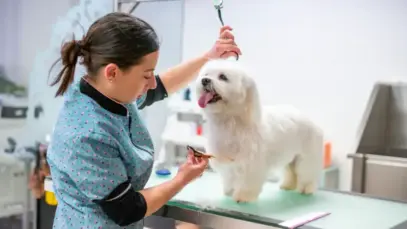 Tosador de pets pode ganhar regulamentação oficial