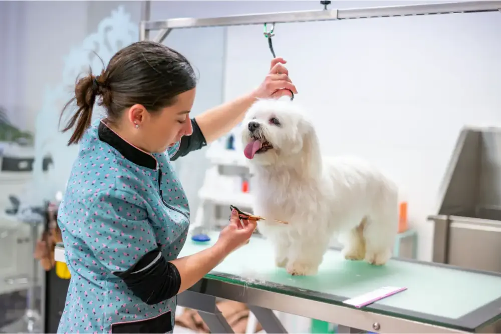 Tosador de pets pode ganhar regulamentação oficial 1 tosador de pets