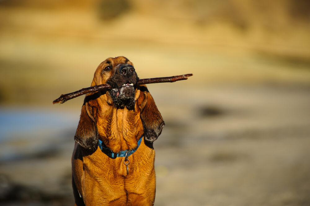Dia do Cão Policial: tudo sobre o trabalho desses animais 5 Bloodhound