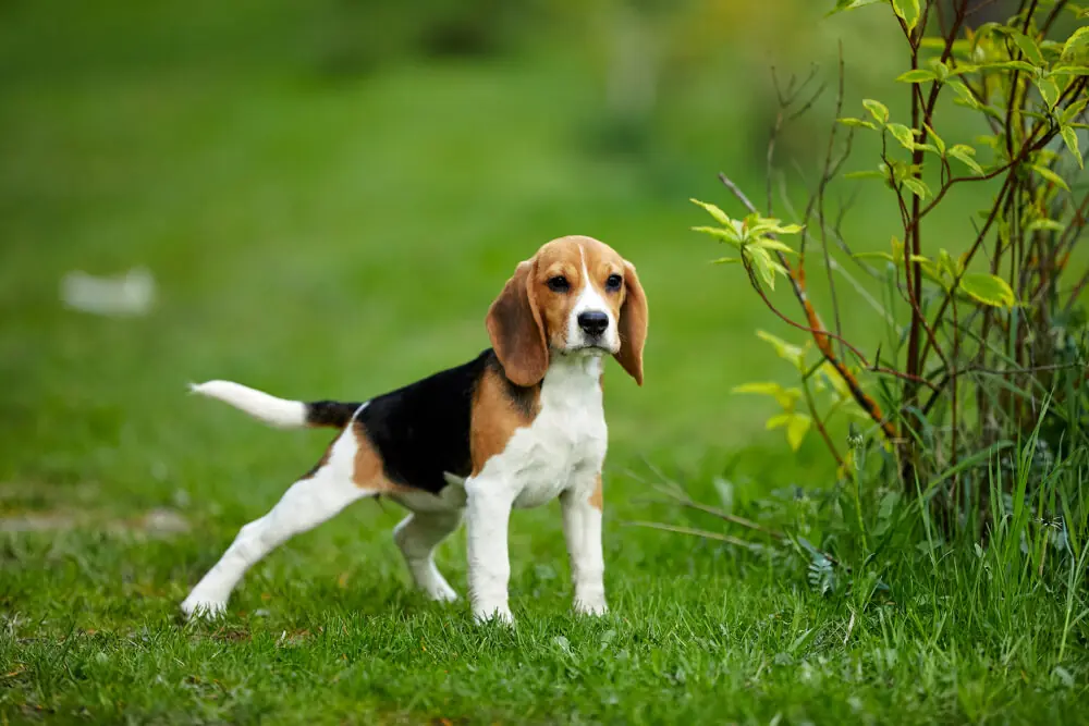 Beagle