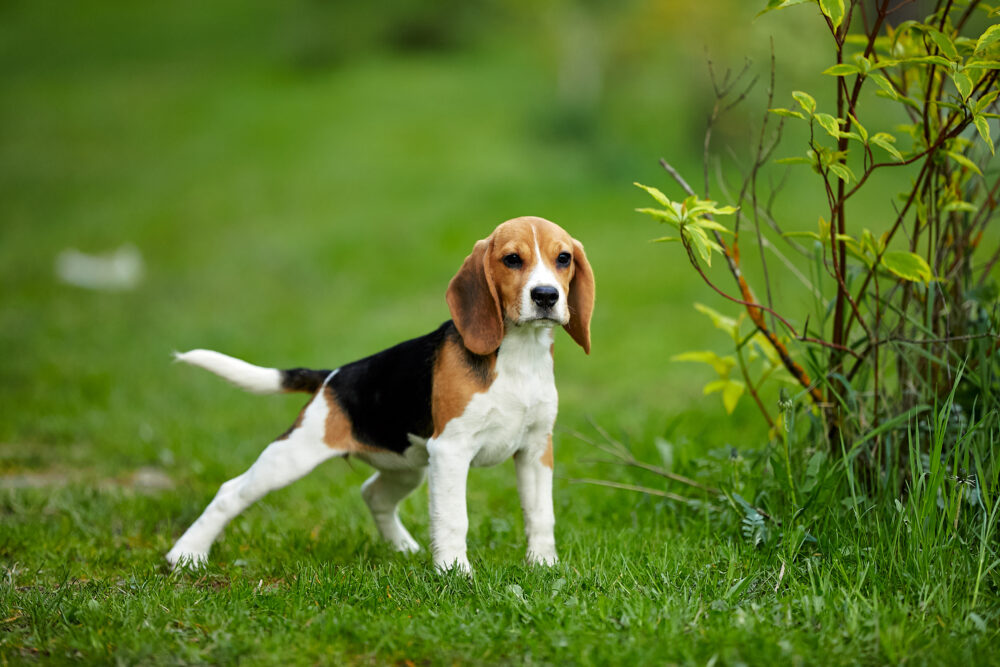 Dia do Cão Policial: tudo sobre o trabalho desses animais 4 Beagle