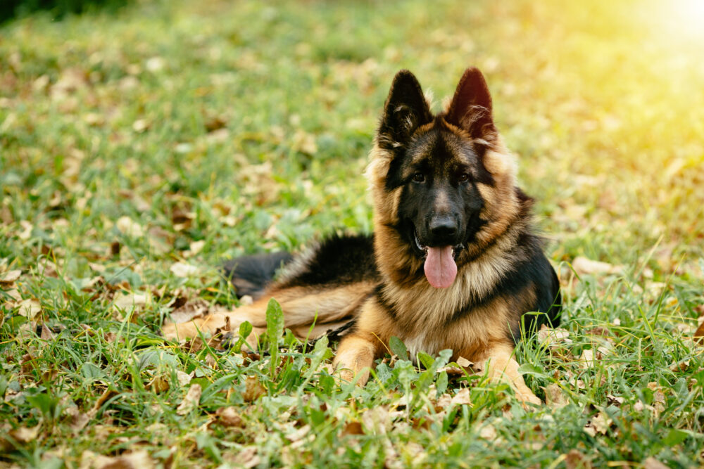 Dia do Cão Policial: tudo sobre o trabalho desses animais 2 pastores