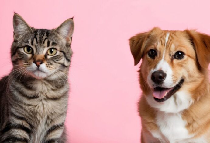 tatuagens-e-piercings-em-pets
