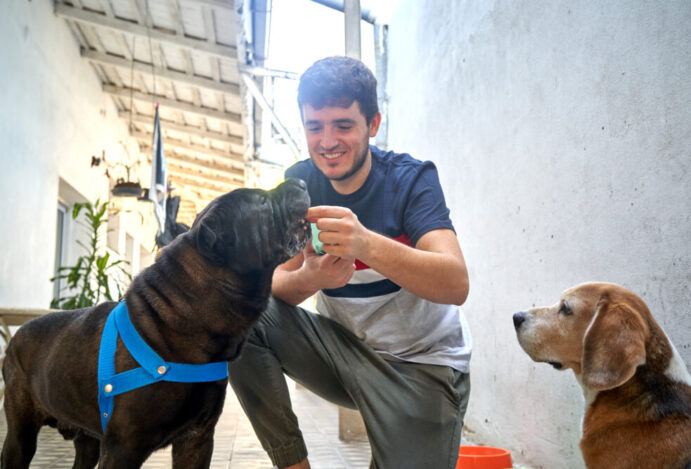 setor-pet-no-brasil