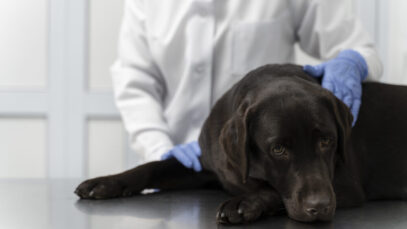 morte de cães no Paraná