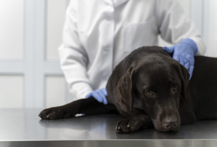 morte de cães no Paraná