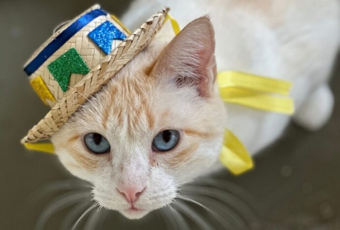 ONG-Adote-um-Gatinho