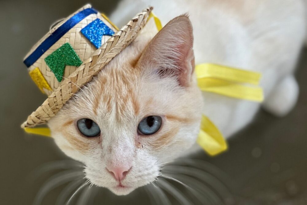 ONG Adote um Gatinho realiza arraial em São Paulo 1 ONG-Adote-um-Gatinho