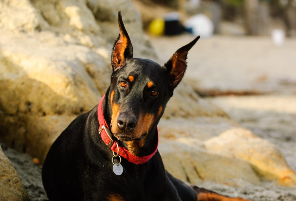 Dia do Cão Policial: tudo sobre o trabalho desses animais 6 Dobermann