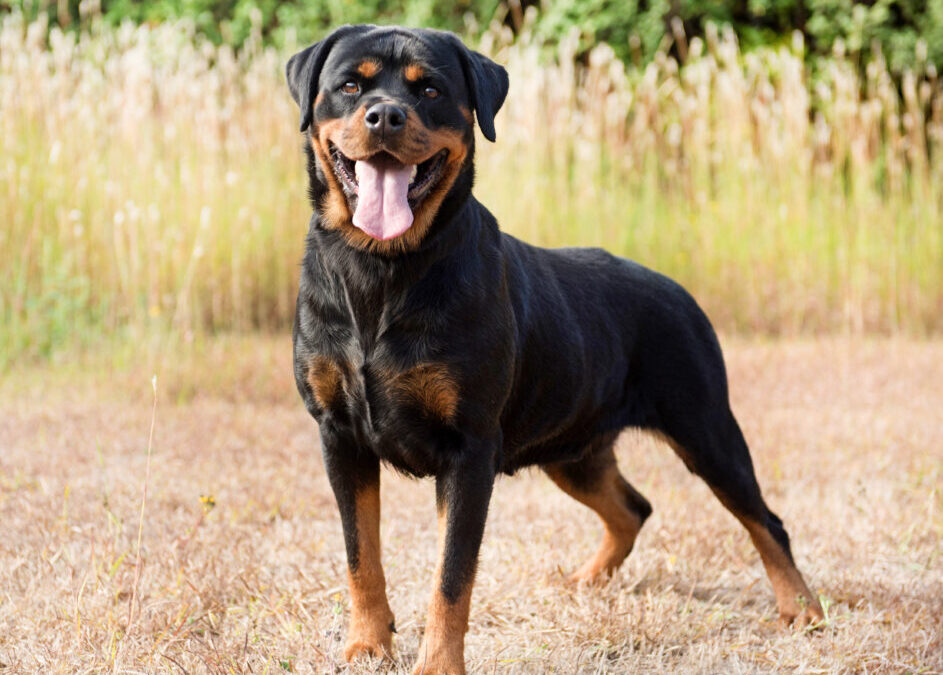 Rottweiler Rottweiler