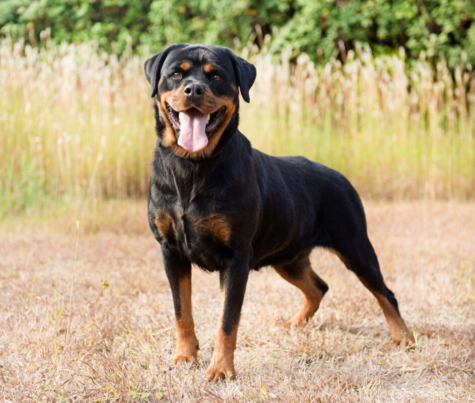 Dia do Cão Policial: tudo sobre o trabalho desses animais 3 Rottweiler