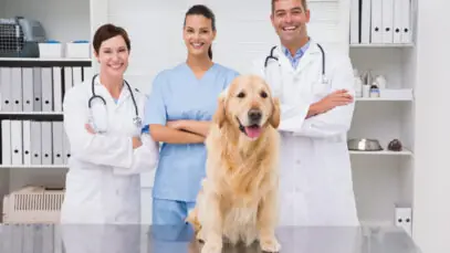 Compliance-na-medicina- veterinaria