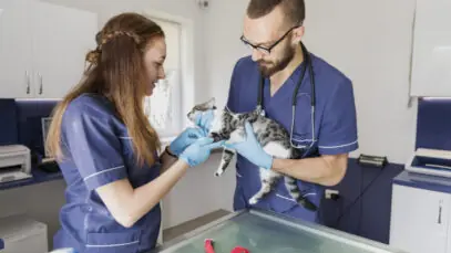 veterinarios-de-tiro-medio-ajudando-um-gato