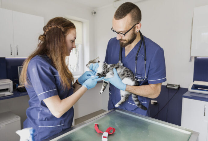 veterinarios-de-tiro-medio-ajudando-um-gato