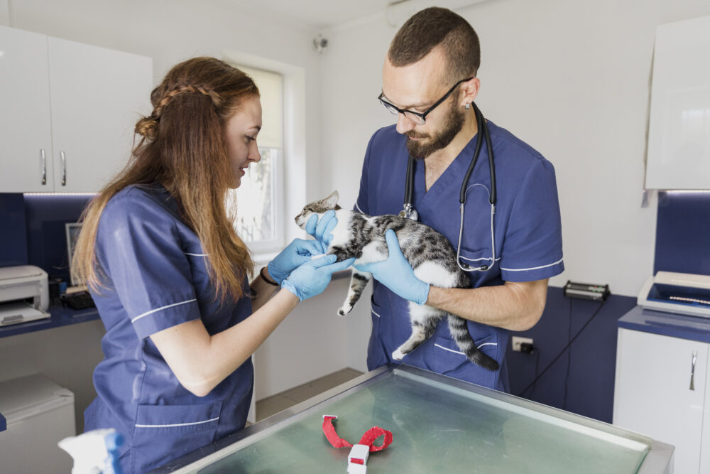 CFMV abre consulta pública sobre registro de especialistas 1 veterinarios-de-tiro-medio-ajudando-um-gato