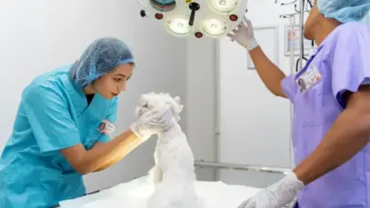 atendimento clínico, veterinários