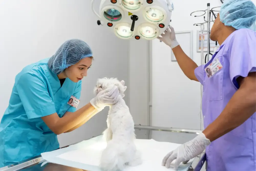 atendimento clínico, veterinários
