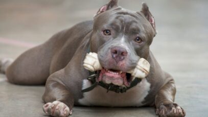 pitbull pitbull