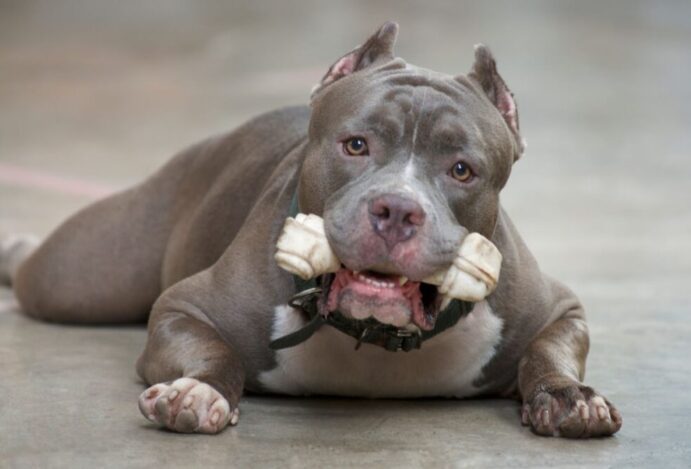 Todos os cães da raça deverão ser castrados a partir dos 6 meses Governo de Santa Catarina restringe criação e circulação de pitbulls
