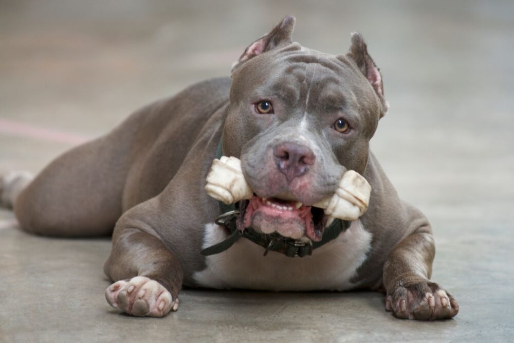 Governo de Santa Catarina restringe criação e circulação de pitbulls 1 pitbull