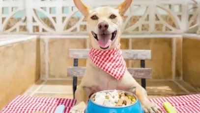 alimentos naturais para pets, pet food