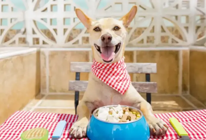 alimentos naturais para pets, pet food