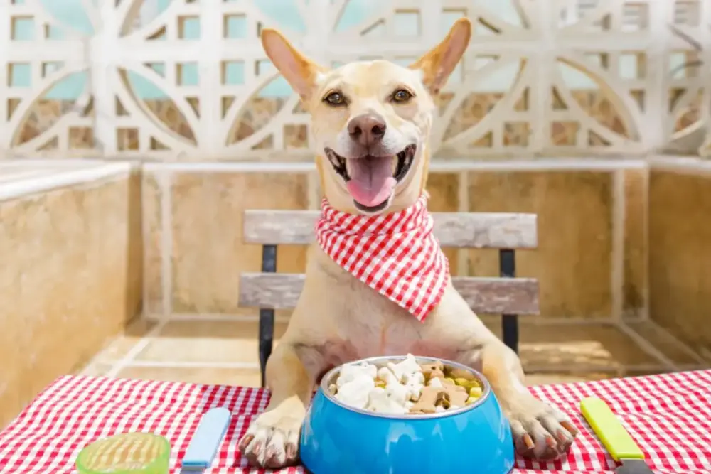 Setor de alimentos naturais para pets pode superar R$ 300 bi 1 alimentos naturais para pets, pet food
