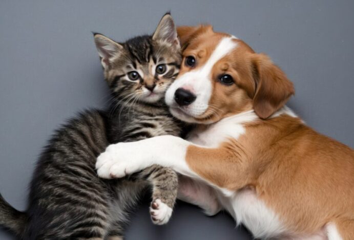Levantamento realizado pela Petlove reuniu 1,8 milhão de animais de estimação cadastrados na plataforma PetCenso revela as raças de cães e gatos mais comuns no Brasil