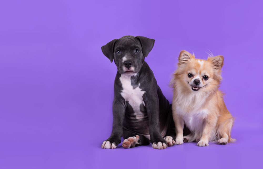 Fusão entre Petz e Cobasi é alvo de ONG financiada pela Petlove 1 fusao-entre-petz-e-cobasi