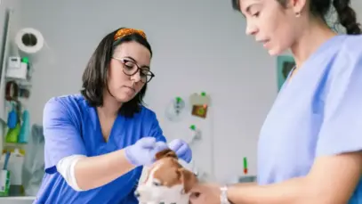 auxiliar de veterinário, veterinário