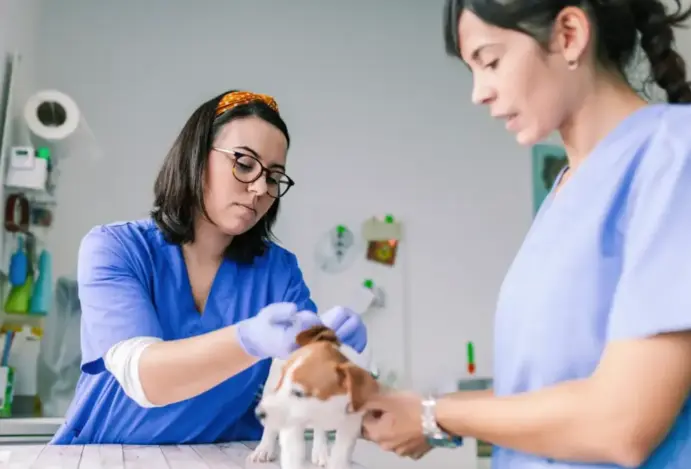 auxiliar de veterinário, veterinário