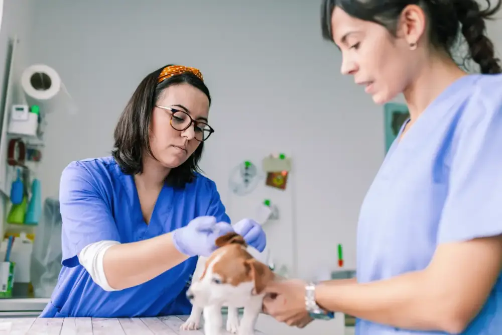 Contratações para auxiliar de veterinário aumentam no setor 1 auxiliar de veterinário, veterinário
