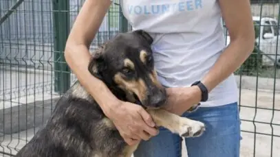 animais-de-rua