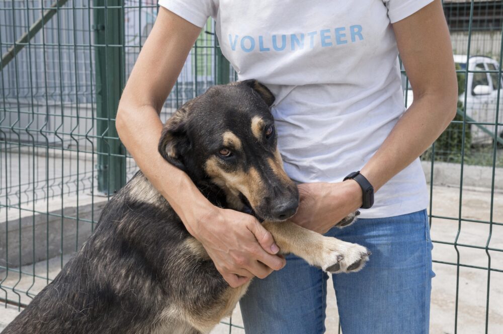 Projeto conecta estudantes e tecnologia para ajudar animais abandonados 1 animais-de-rua