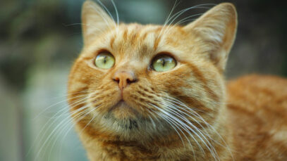 dia-mundial-do-gato
